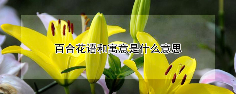 百合花語和寓意是什麼意思