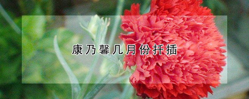 康乃馨幾月份扡插