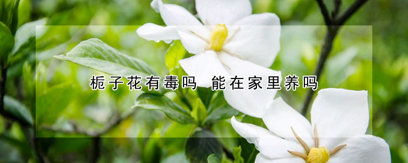 梔子花有毒嗎 能在家裏養嗎