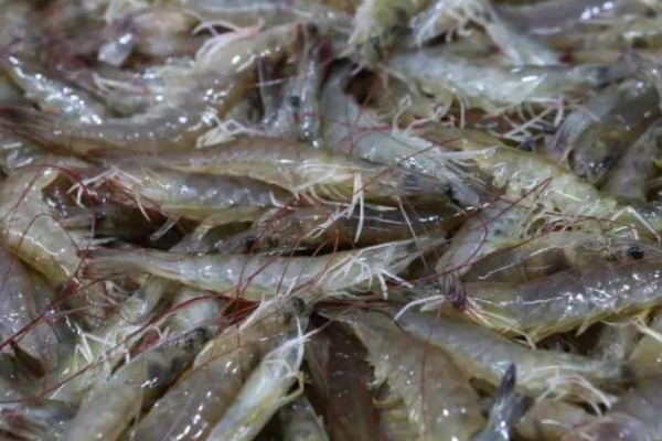 蝦為什麼會脫殼