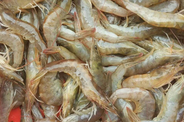 蝦為什麼會脫殼