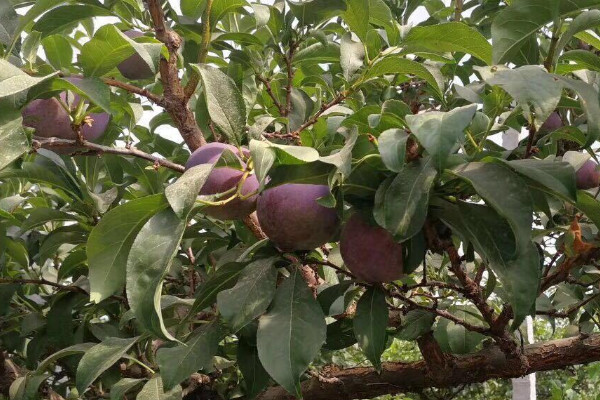 黑色蘋果叫什麼水果