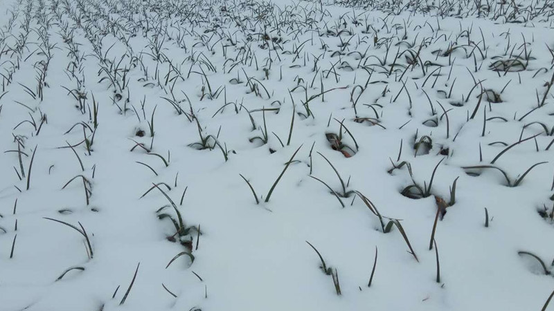 雪對農作物的影響
