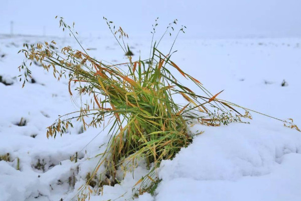 雪對農作物的影響