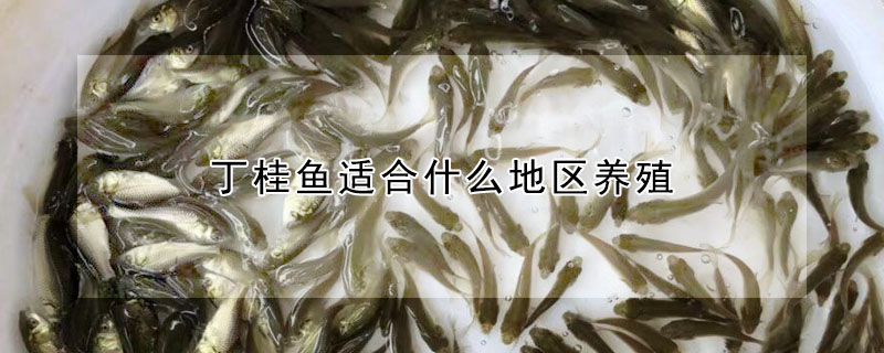 丁桂魚適合什麼地區養殖