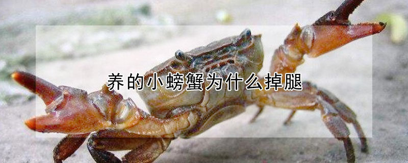 養的小螃蟹為什麼掉腿