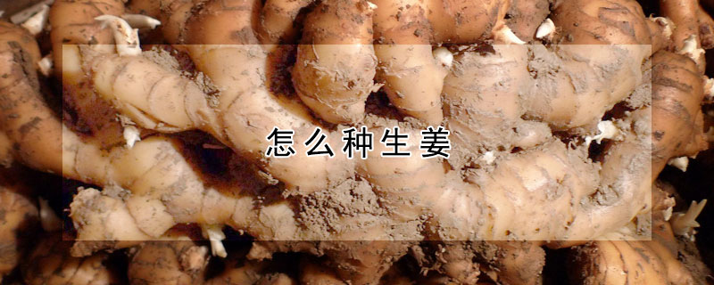 怎麼種生薑