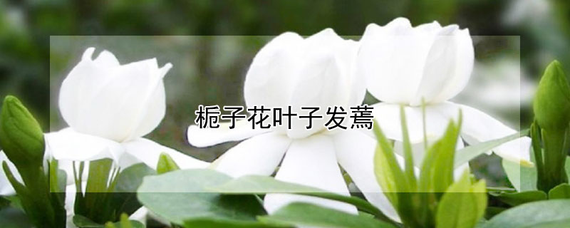 梔子花葉子發蔫