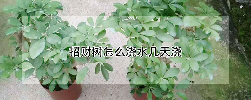 招財樹怎麼澆水幾天澆