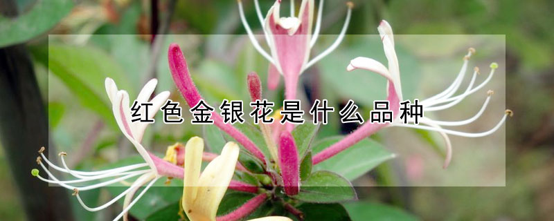 紅色金銀花是什麼品種