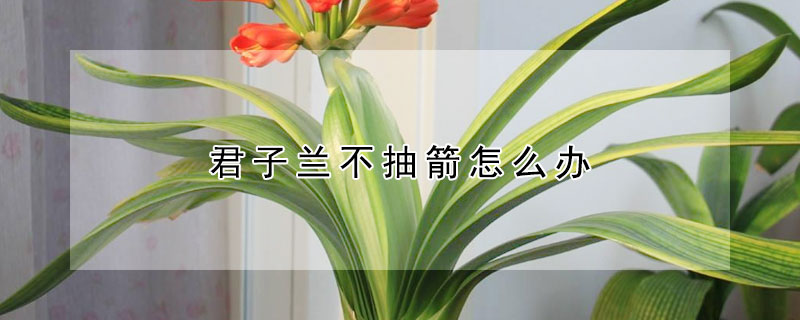 君子蘭不抽箭怎麼辦