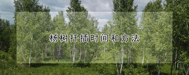 楊樹扡插時間和方法