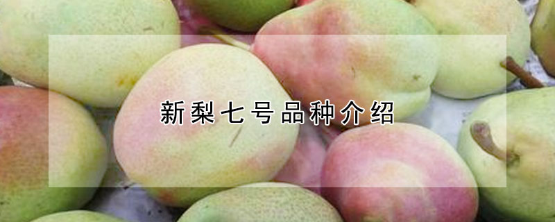 新梨七號品種介紹