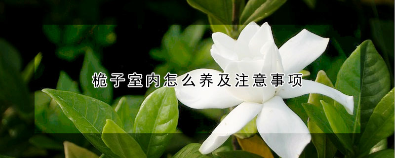 桅子室內怎麼養及注意事項