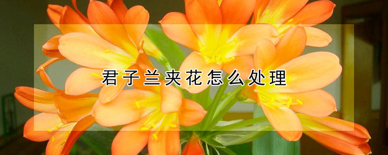 君子蘭夾花怎麼處理