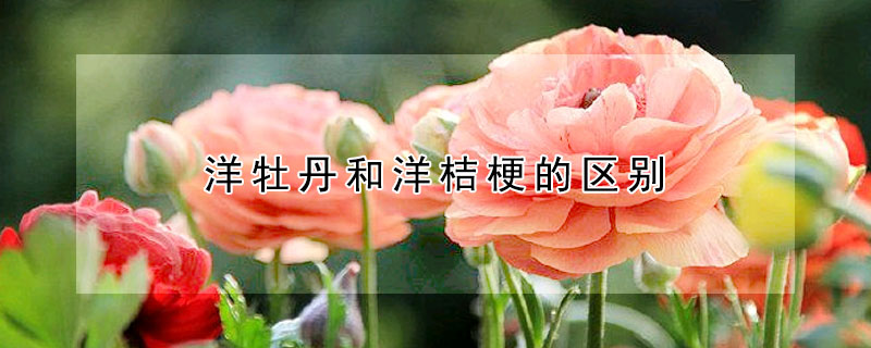 洋牡丹和洋桔梗的區別