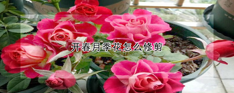 開春月季花怎麼修剪