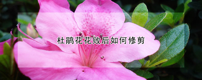 杜鵑花花敗後如何修剪
