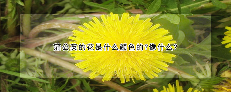 蒲公英的花是什麼顏色的?像什麼?