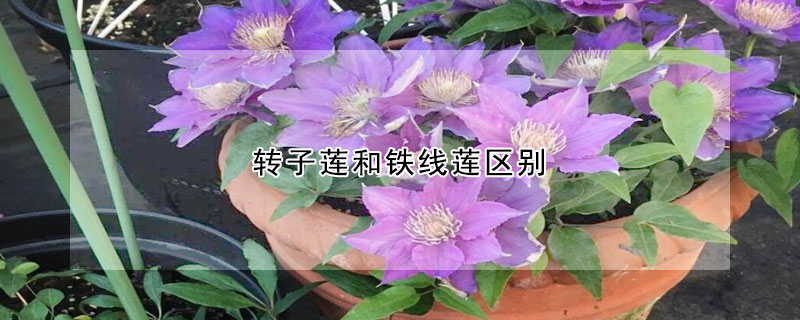 轉子蓮和鐵線蓮區別