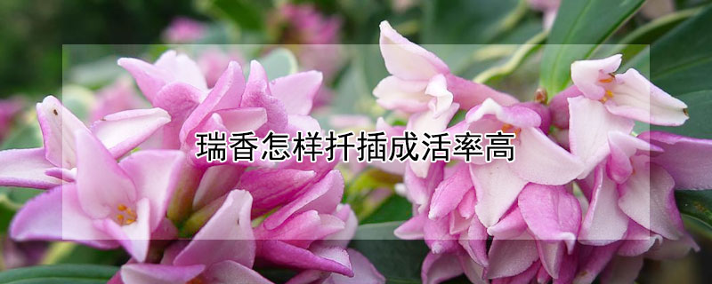 瑞香怎樣扡插成活率高