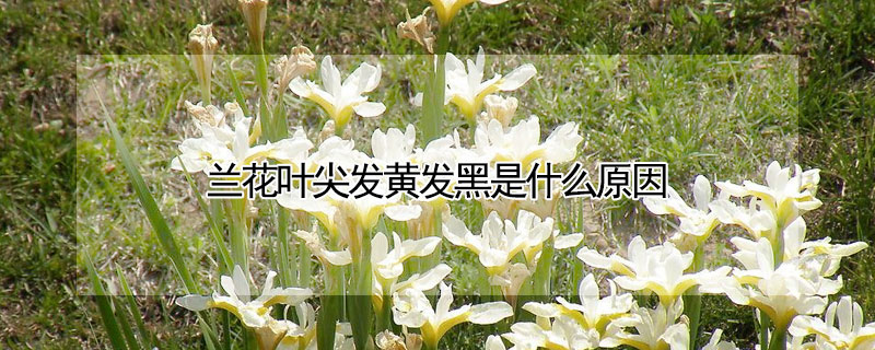 蘭花葉尖發黃發黑是什麼原因