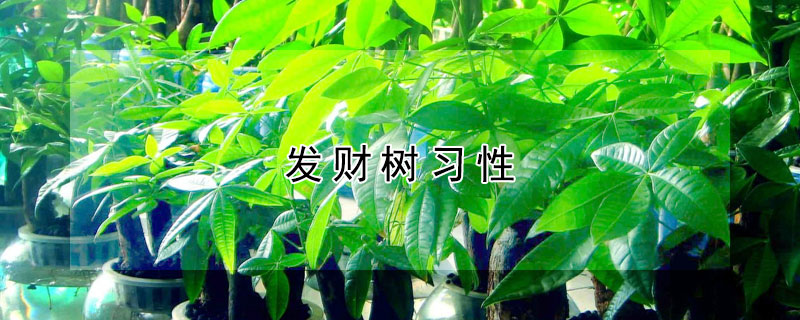 發財樹習性