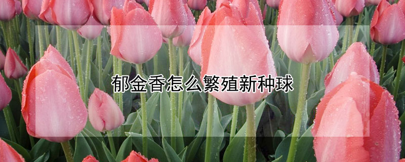 鬱金香怎麼繁殖新種球