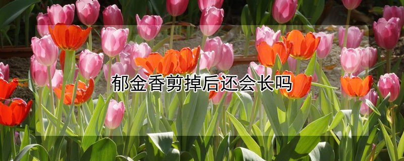 鬱金香剪掉後還會長嗎