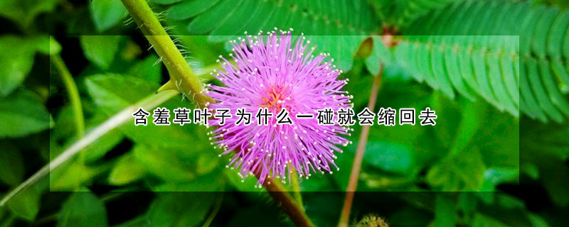 含羞草葉子為什麼一碰就會縮回去