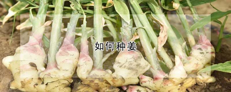 如何種薑