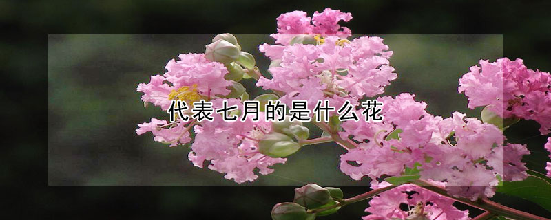 代表七月的是什麼花