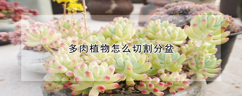 多肉植物怎麼切割分盆