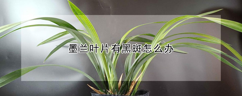 墨蘭葉片有黑斑怎麼辦