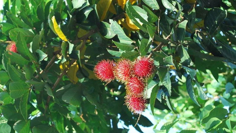 南方的水果有哪些?