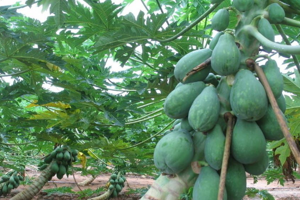 南方的水果有哪些?