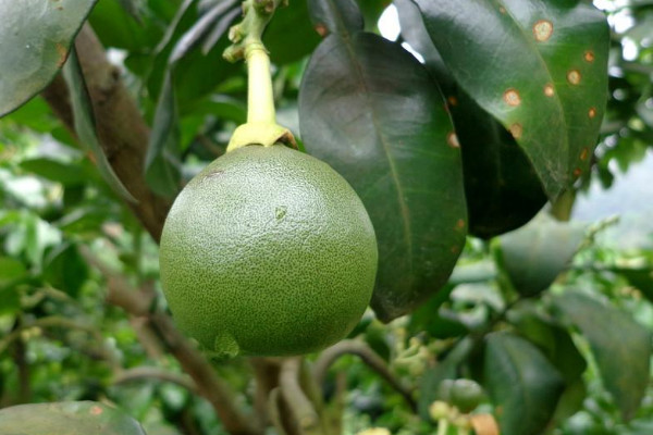 南方的水果有哪些?