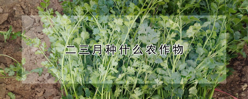 二三月種什麼農作物