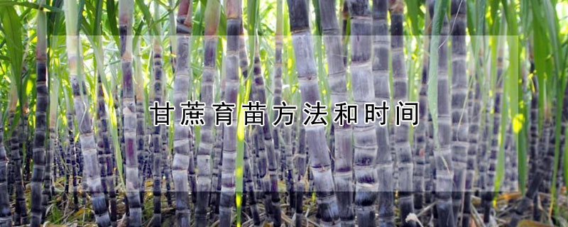 甘蔗育苗方法和時間