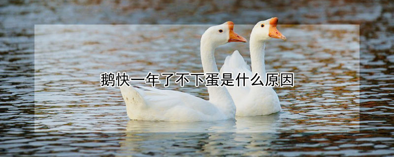 鵝快一年了不下蛋是什麼原因