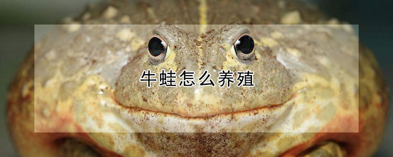 牛蛙怎麼養殖