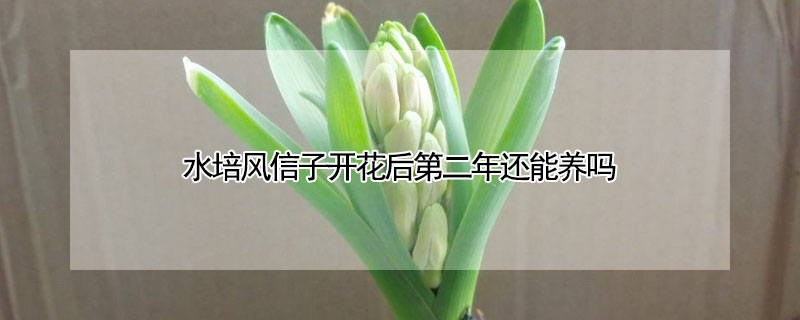 水培風信子開花後第二年還能養嗎