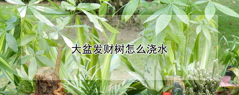 大盆發財樹怎麼澆水