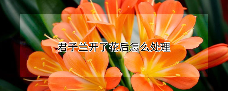 君子蘭開了花後怎麼處理