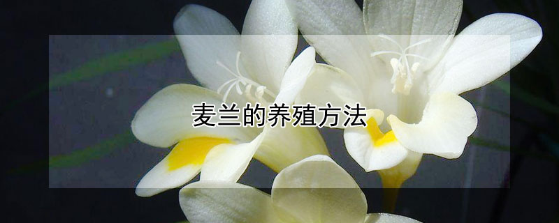 麥蘭的養殖方法