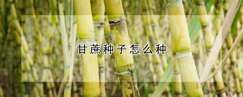甘蔗種子怎麼種