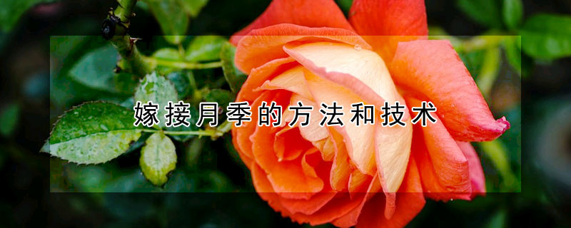 嫁接月季的方法和技術