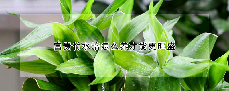 富貴竹水培怎麼養才能更旺盛
