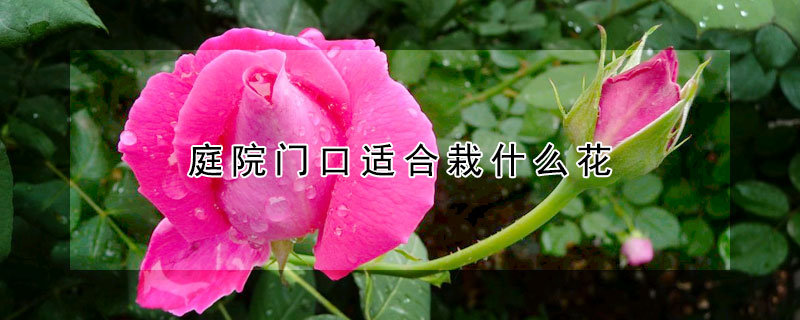 庭院門口適合栽什麼花
