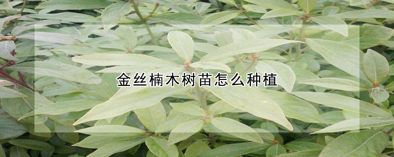 金絲楠木樹苗怎麼種植